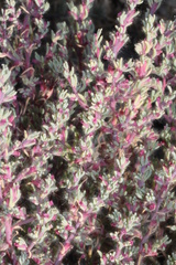 Neobassia proceriflora