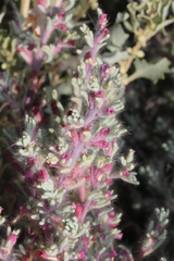 Neobassia proceriflora