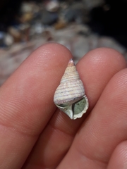 Phasianotrochus eximius