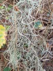 Tillandsia usneoides