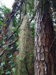Tillandsia usneoides