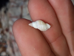 Agnewia tritoniformis