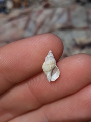 Agnewia tritoniformis