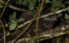 Paradoxurus musangus