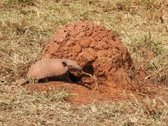 Euphractus sexcinctus