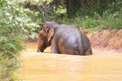 Elephas maximus