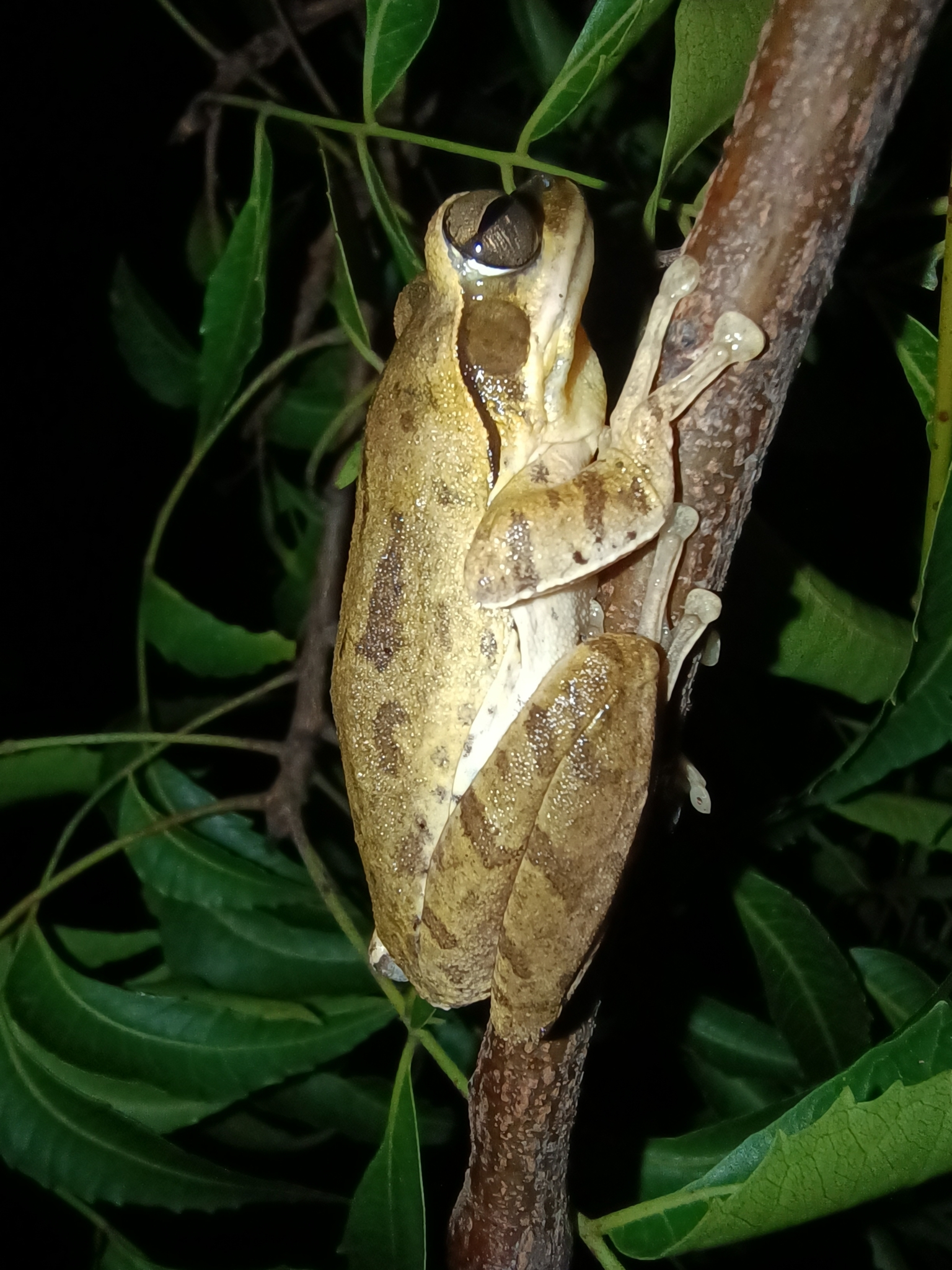 Big-Headed Whipping Frog