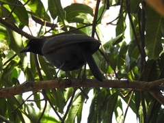 Cyanocorax cyanomelas