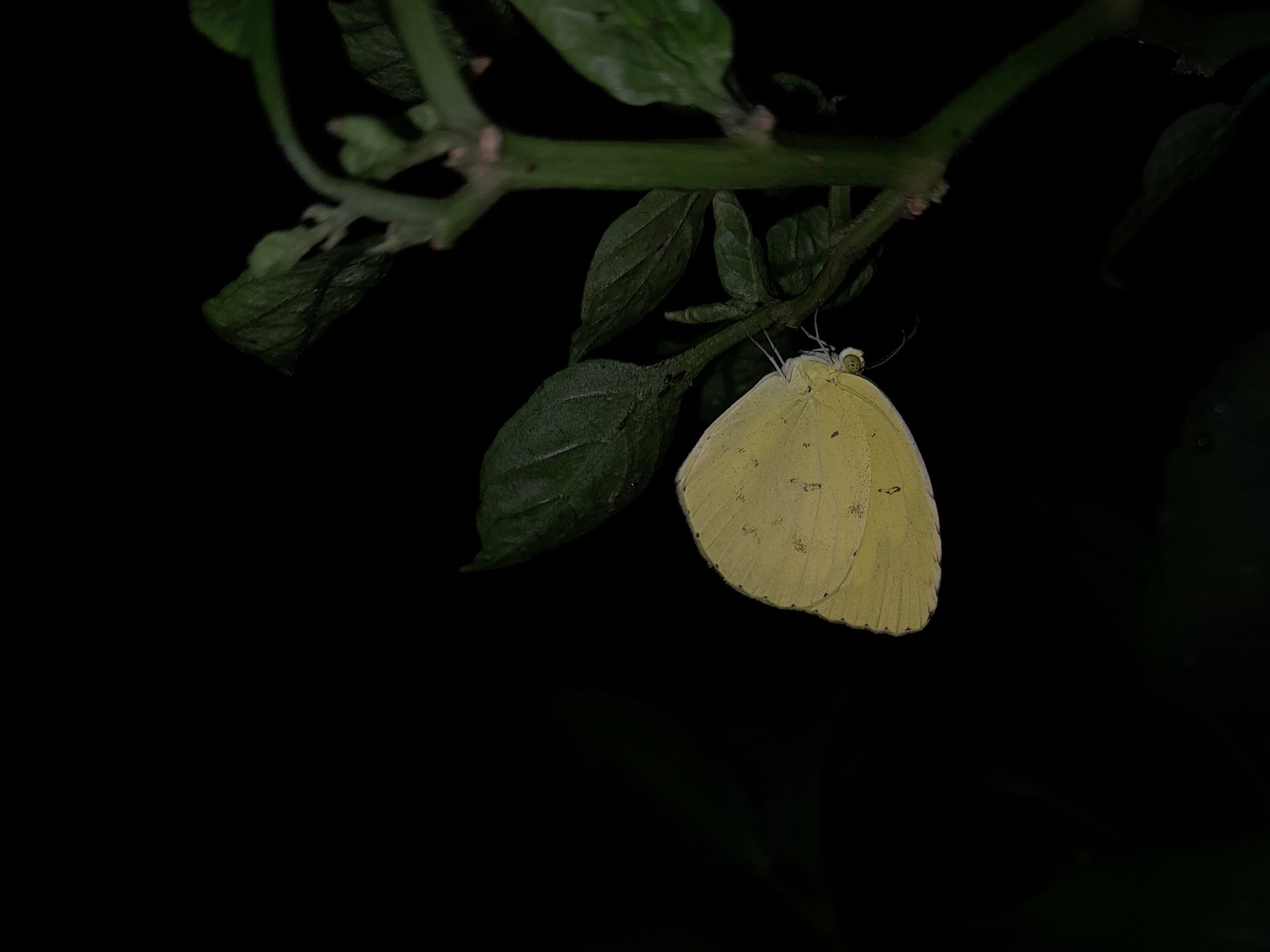Common Grass Yellow