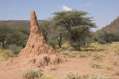 Macrotermes michaelseni