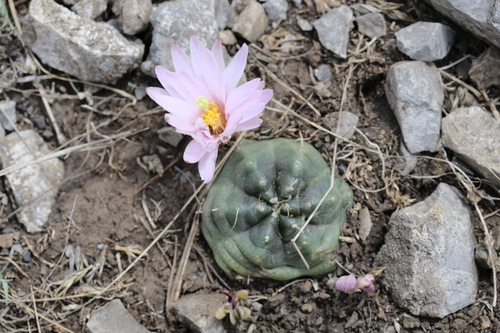 Echinocereus knippelianus (Echinocereus knippelianus)