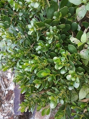 Myoporum boninense