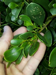Myoporum boninense