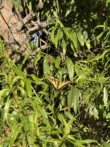 iNaturalist observation photo of Western Tiger Swallowtail