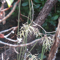 Dendrobium teretifolium