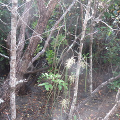 Dendrobium teretifolium