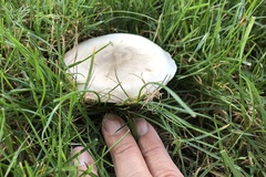 Agaricus