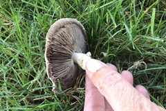 Agaricus