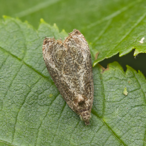 Hazel Olethreutes