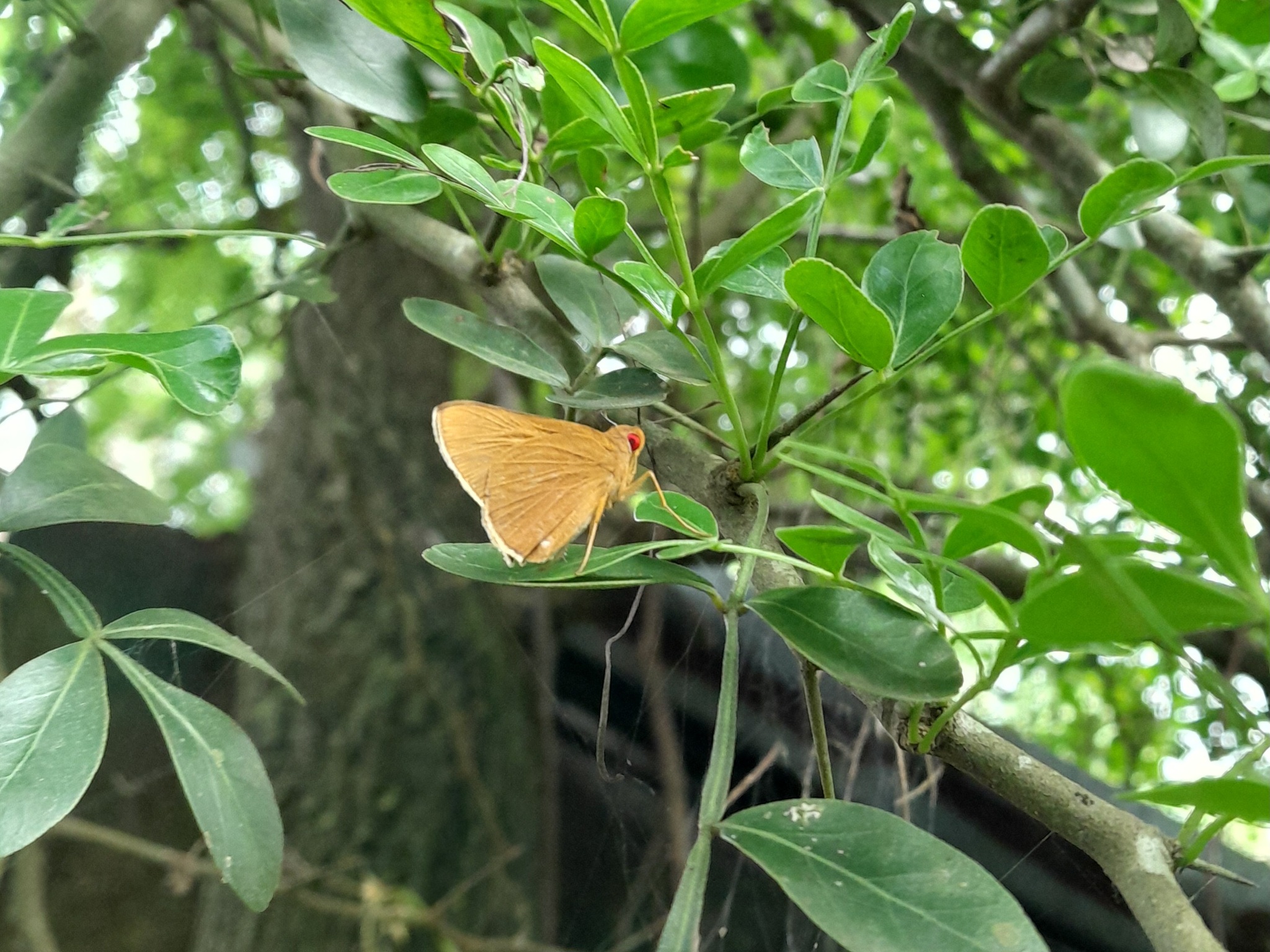 Common Branded Redeye