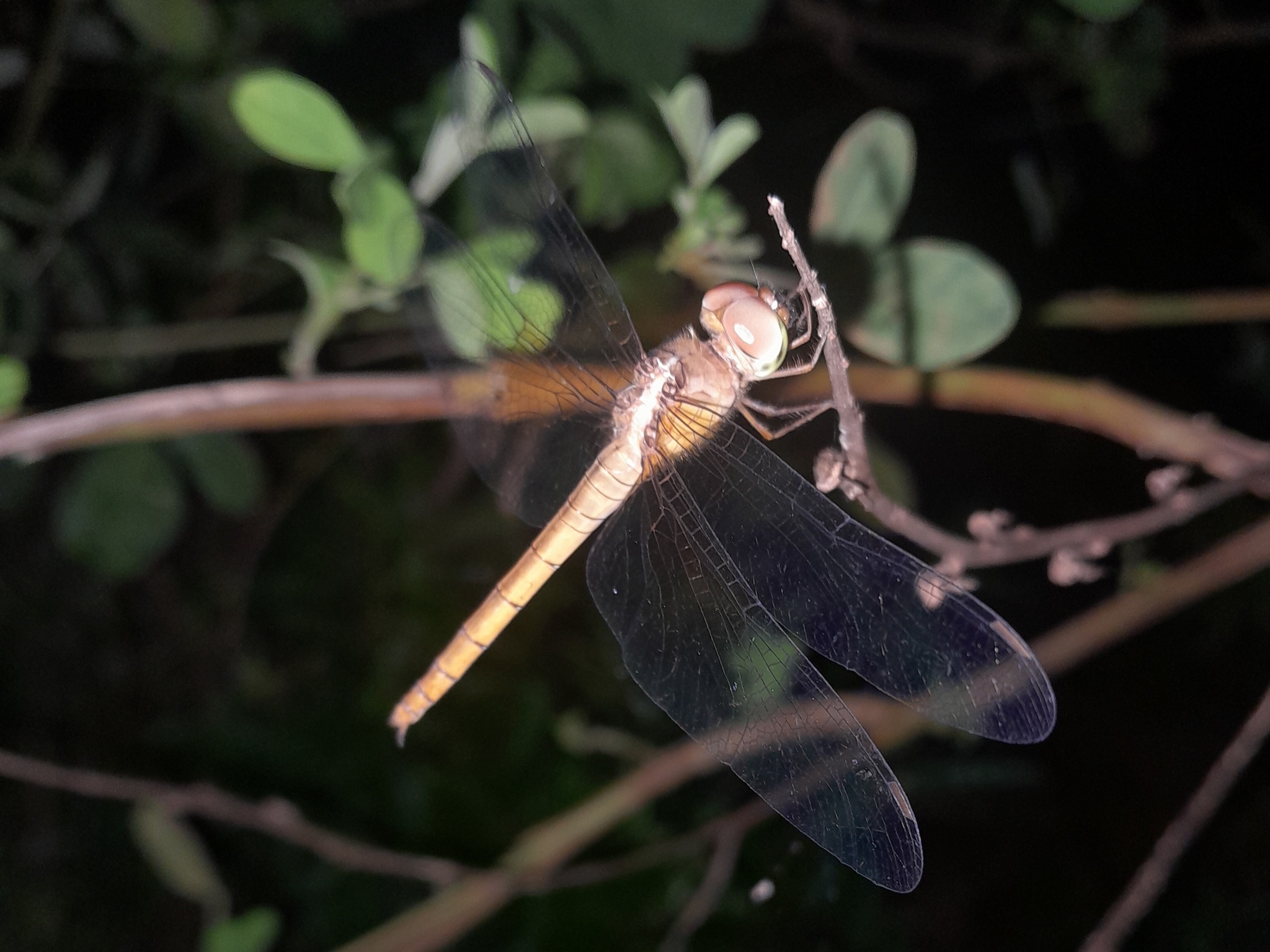 Coral-Tailed Cloudwing