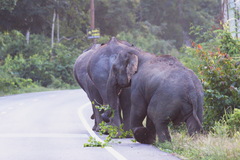 Elephas maximus