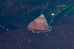 Calliostoma