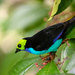 Paradise Tanager - Photo (c) Phil Kahler, some rights reserved (CC BY-NC), uploaded by Phil Kahler