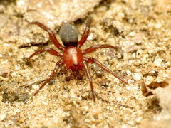 Gnaphosa sericata