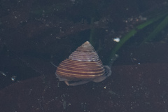 Calliostoma