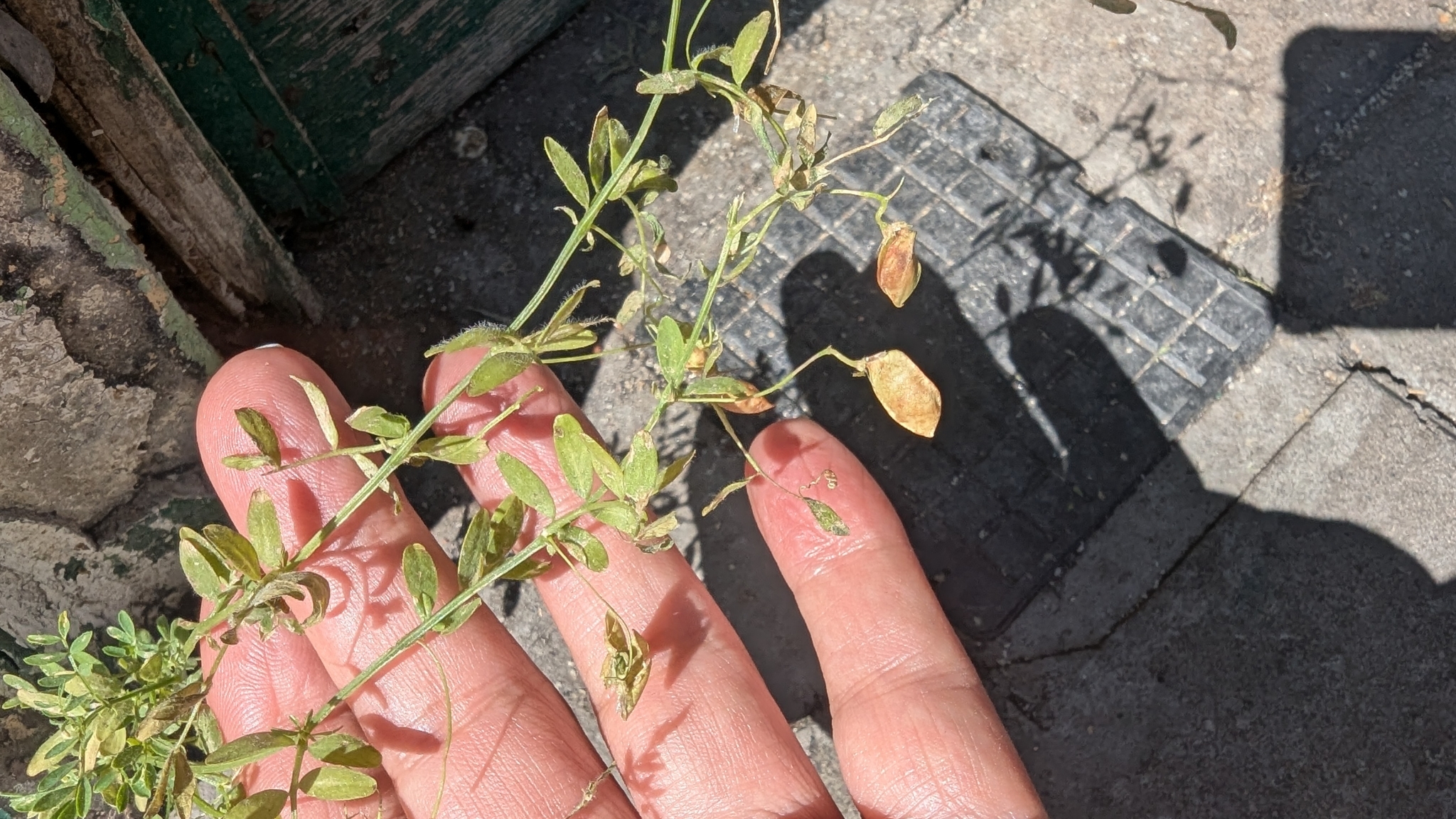 Lentil (Vicia lens)