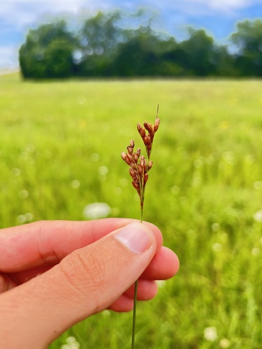 shortleaved rush (Juncus brachyphyllus)