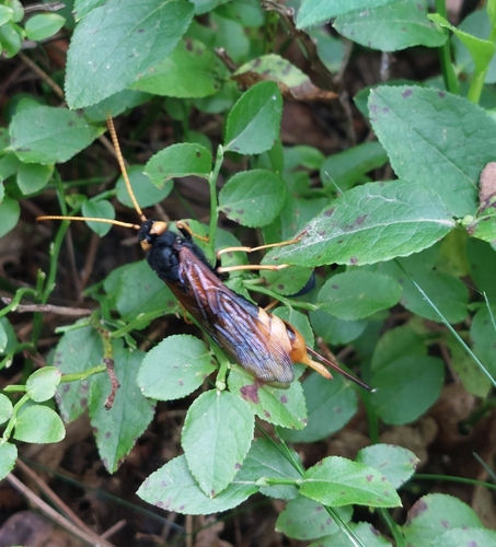 Giant Woodwasp, 7351 TM Hoenderloo, Netherlands, photo 6 of 10
