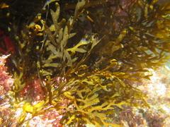 Carpophyllum plumosum