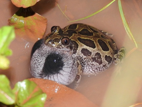 Senegal Running Frog