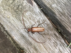 Ochrocydus huttoni