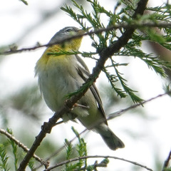 Setophaga americana