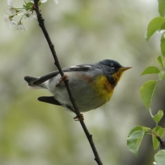 Setophaga americana