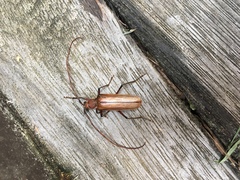 Ochrocydus huttoni