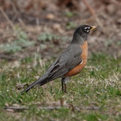 Turdus migratorius