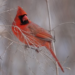Cardinalis cardinalis