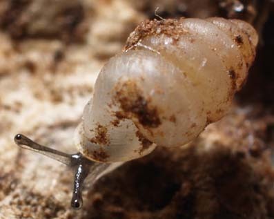 Bottleneck Snaggletooth