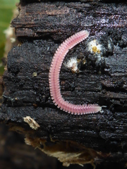 Gosodesmus claremontus