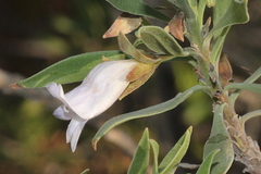 Eremophila freelingii