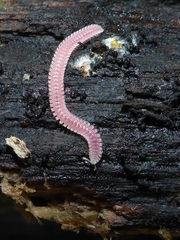 Gosodesmus claremontus