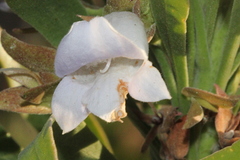 Eremophila freelingii