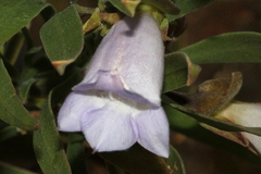 Eremophila freelingii
