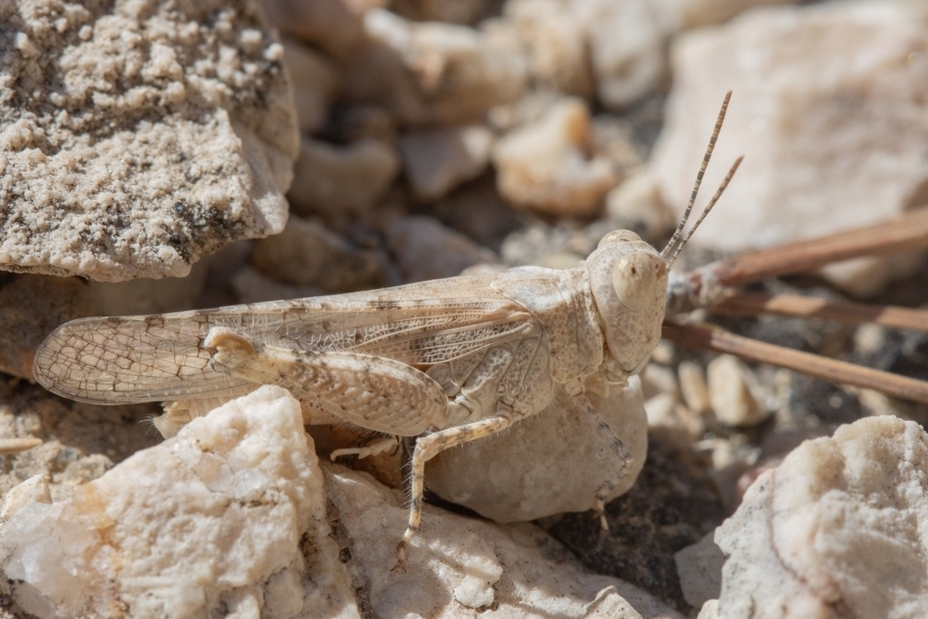 Cophotylus