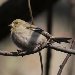 Spinus tristis