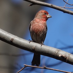 Haemorhous mexicanus